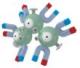 Magneton