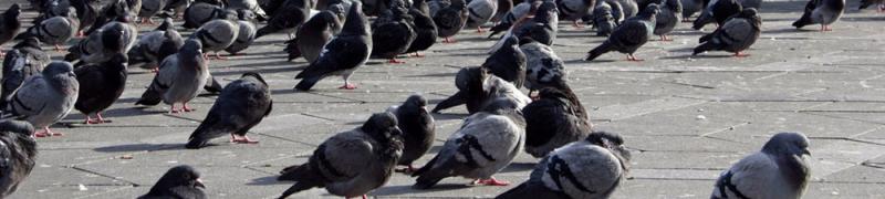 The Godpigeon